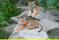 Panda, Gorilla & Co. – Im Tierpark Berlin sind die beiden Tiger Alisha und Dragan ein super Team.