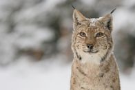 Wildes Transsilvanien – Nahaufnahme eines Eurasischen Luchses (Lynx lynx) im Schnee