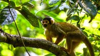 Wildes Peru – Wildes Peru (2020)