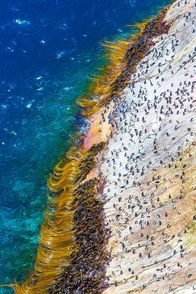 Wildes Neuseeland – Die Küste von Snares Island. Um zu ihren Brutkolonien im Wald zu gelangen, müssen Snarespinguine zuerst die bis zu 130 Meter steile Küste der Insel überwinden.