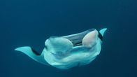 Big Pacific – Der Teufelsrochen fällt nur über winzige Beute her, daher frisst er fast pausenlos, um nicht zu verhungern.