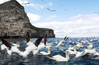 Wildes Shetland – Vor einem Felsen im Wasser tummelt sich ein Schwarm Tölpel.