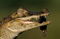 Tierische Freaks – Sa, 22.08., 03:50 Uhr