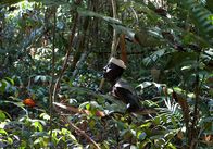 Tabu - Verbotene Orte – Wilde Schweine, die Nahrungsgrundlage der Jarawa, werden seltener, seit immer mehr Wilderer in die Schutzgebiete eindringen.