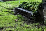 TM Wissen - Best Of – Ein Feldhamster am Friedhof Meidling in Wien