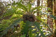 Terra X: Unser grüner Planet – Von der stark bedrohten Holokea-Pflanze (Cyanea horrida) gibt es nur noch sehr wenige Exemplare. Die meisten im Waikamoi Schutzgebiet auf Hawaii.