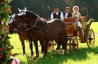 Sturm der Liebe – Hochzeit: Die Brautkutsche mit Maja (Christina Arends, r.) und Cornelius (Christoph Mory, M.) fährt vor.