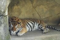 Zoogeflüster – Fr, 06.03., 07:20 Uhr