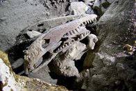 Abenteuer Karibik – Fossilien-Fund in einem Blue Hole auf den Bahamas: ein Krokodilschädel der Gattung Crocodylus rhombifer, der auf den Bahamas seit 4.000 Jahres ausgestorben ist