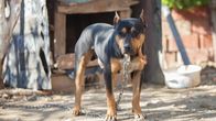 Tierpolizei Houston – Mo, 10.11., 06:00 Uhr