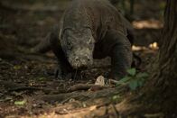 Ein Tag im Leben eines Komodowarans – Ein erwachsener Komodowaran läuft auf Sand in der Nähe des Waldes. (Earth Touch)