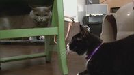 Der Katzenflüsterer – Mo, 07.04., 07:00 Uhr
