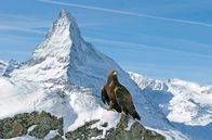 Wilde Alpen – Steinadler vor Matterhorn
