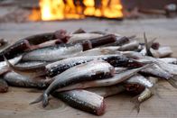 Zu Tisch ... – Die Saison für den Maränenfang ist kurz, vom 20. September bis Ende Oktober.
