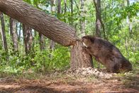 Tierisch abgefahren – Beavers leave home to establish their own territory at two years old.
