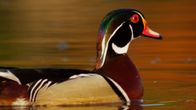 Die wunderbare Welt der Enten – Brautente.