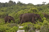Terra Mater – Elefanten am Rande des Küstenwaldes im Loango Nationalpark