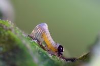 Insekten - Die heimlichen Herrscher – Sa, 11.10., 12:30 Uhr