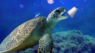 Magisches Mittelmeer – Karettschildkröten sind durch Plastikmüll gefährdet.