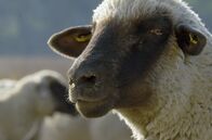 Wanderschäfer in Brandenburg – Im Sommer steht die Herde allein auf Wiesen und leistet so einen wichtigen Beitrag