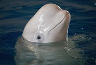 Weiße Wale – Little White: Über acht Jahren lebte die Belugadame in dem chinesischen Delfinarium.