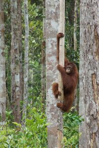 Orangutan Jungle School - Kindergarten mal anders – Fr, 29.07., 02:15 Uhr