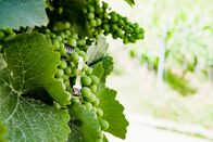 P.M. Wissen – Wie sieht der Weinbau in Zukunft aus ?