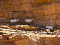Universum: Das Rote Meer - Im Zaubergarten der Evolution – Jordanien, Wüste Wadi Rum – Arabische Oryx.