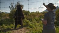 Alaskas Wildtier-Retter – An animal keeper at the Alaska Wildlife Conservation Center trains a bear. (National Geographic/Symbio Studios)