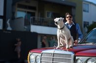 Once Upon a Time in Venice – Als sein Hund Buddy von einer Gangsterbande gestohlen wird, setzt Privatdetektiv Steve Ford (Bruce Willis) alles daran ihn zurückzubekommen und geht einen halsbrecherischen Pakt mit Drogenboss Spider ein.