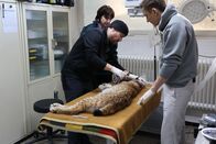 pur+ – Moderator Eric Mayer (r.) ist bei der medizinischen Untersuchung des Luchses Nero im Zoo Karlsruhe dabei. Der noch junge Luchs soll ausgewildert werden. Dafür muss er aber gesund sein und wird daher untersucht. Die Untersuchung wird von Tierarzt Marco Roller (l.) vom Zoo Karlsruhe und Biologin Eva Klebelsberg (M.) vom Projekt "Luchs Baden-Württemberg" vom "FVA-Wildtierinstitut - Forstliche Versuchs- und Forschungsanstalt" durchgeführt.