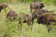 NZZ Format – NZZ Format Rewilding: Zurück zur Natur Rewilding verspricht eine kostengünstige Form des Naturschutzes, bei dem wir die Biodiversität ankurbeln und das Klima schützen können.