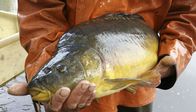 Frühmorgens – Die Karpfen leben rund drei Jahre in Karsten Tusches Teichen. Dann werden sie lebendig an Anglerbetriebe weiterverkauft oder aber im eigenen Fischladen der Tusches. Der geräucherte Karpfen ist der Renner in Rietschen.