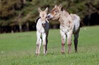Mitbestimmung im Tierreich – Diese Fohlen sind Przewalski, benannt nach dem russischen Forscher, der sie Ende des 19. Jahrhunderts in Zentralasien entdeckt hat. Heute gibt es nur noch 2.000 Exemplare. Im Reservat Monts d'Azur ist jede Geburt ein weiterer Schritt zu ihrer Erhaltung.