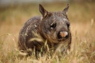 Australien – Der Südliche Haarnasenwombat verschläft den Tag meistens in seinem Bau und geht erst auf Futtersuche, wenn die schlimmste Hitze im Süden Australiens nachlässt.