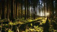 Unsere Wälder – Sonnenuntergang im Wald auf der Schwäbischen Alb.