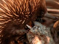 Tierische Freaks – An echidna foraging in forest. It is an egg laying mammal.