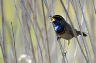Wildes Belgien – Männliche Blaukehlchen sind Singvögel mit auffallender Blaufärbung von Kehle und Vorderbrust ihres Brutkleids.