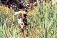 Walkabout – Walkabout Durch den Dschungel: Jenny Agutter als Mädchen, Luc Roeg als Junge, David Gulpilil als indigener Australier