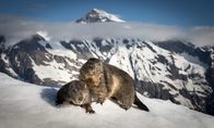 Wildes Österreich – Murmeltiere im Winter, Großglockner.