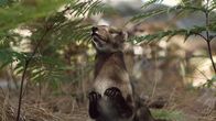 Verborgene Welten – Das Zangheotherium war zwar ein Säugetier. Unklar ist jedoch, ob es Eier legte oder lebende Junge gebar.