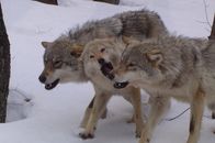 Welt der Tiere – Ein Wolf-Trio