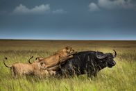 Clans der Raubtiere – The Sausage Tree Pride of lions take down the mighty buffalo. (Wild Earth TV/Scott Dyson)