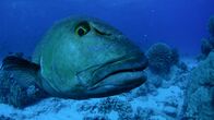 Im Auftrag der Meere – Location: Pitcairn Islands, United Kingdom: A large grouper, known for their curiosity, comes in for a closer look off one of the Pitcairn Islands.