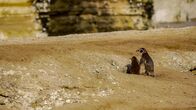 Wildes Peru – Do, 11.09., 17:15 Uhr