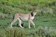 Rift Valley - Der große Graben – Gepard, Serengeti.