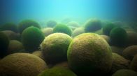 Unser grüner Planet – Die Grünalge Aegagropila Iinnaei bildet verschiedene Wuchsformen aus, unter anderem Kugeln, die in Japan in riesigen Mengen auftreten und "Marimo" genannt werden.