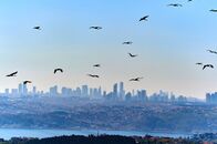 Wildes Istanbul – Störche fliegen über den europäischen Teil Istanbuls, dem modernen Istanbul.