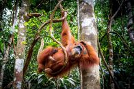 Magie des Monsuns – Orangutan Baby, Sumatra.