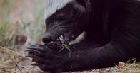 Tödliche Zähne – SOUTH AFRICA- The honey badger is immune to scorpion and snake venom. (Photo credit: Earth Touch (Pty) Ltd/Greg Nelson)